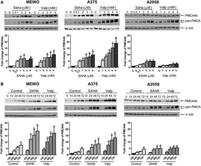 Histone Deacetylase Inhibitor Treatment Increases the Expression of the Plasma Membrane Ca2+ Pump PMCA4b and Inhibits the Migration of Melanoma Cells Independent of ERK